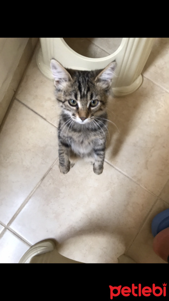 Tekir Kedi, Kedi  Henüz Yok fotoğrafı