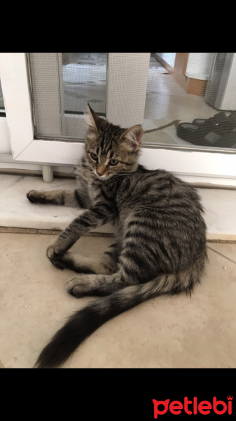 Tekir Kedi, Kedi  Henüz Yok fotoğrafı