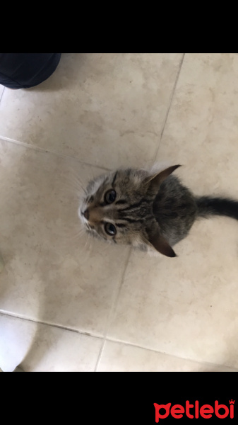 Tekir Kedi, Kedi  Henüz Yok fotoğrafı