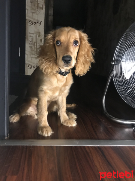 İngiliz Cocker Spaniel, Köpek  Carmen fotoğrafı