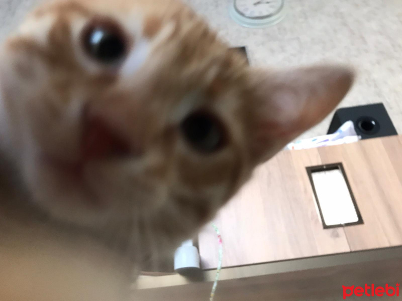 Sarman, Kedi  Tarçın fotoğrafı