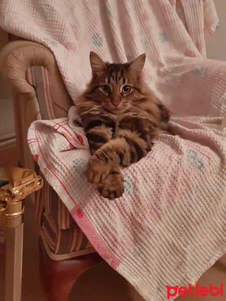 Norwegian Forest, Kedi  Arwen fotoğrafı