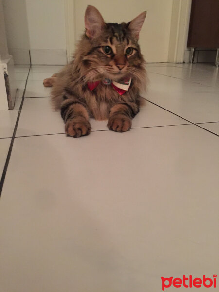 Norwegian Forest, Kedi  Arwen fotoğrafı