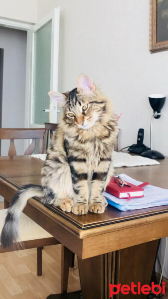 Norwegian Forest, Kedi  Arwen fotoğrafı