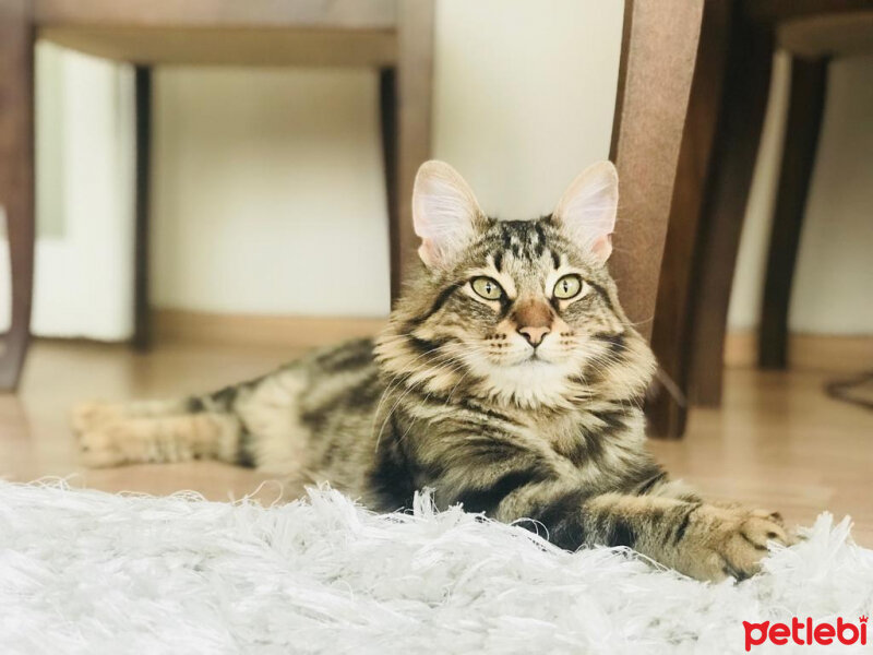 Norwegian Forest, Kedi  Arwen fotoğrafı