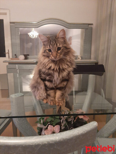 Norwegian Forest, Kedi  Arwen fotoğrafı