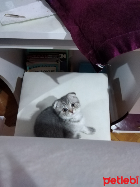 Scottish Fold, Kedi  Teo fotoğrafı