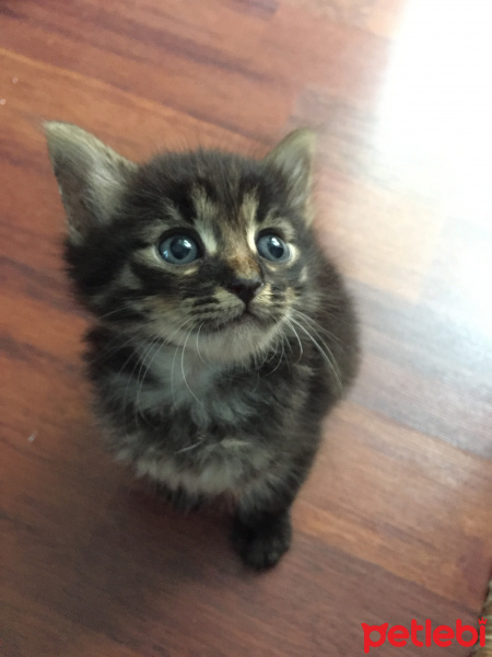 Tekir Kedi, Kedi  Lucky fotoğrafı