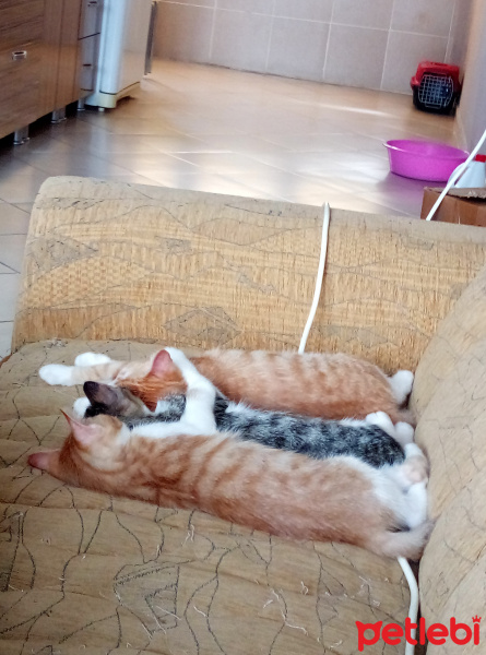 Tekir Kedi, Kedi  Alfa, beta, paşa fotoğrafı