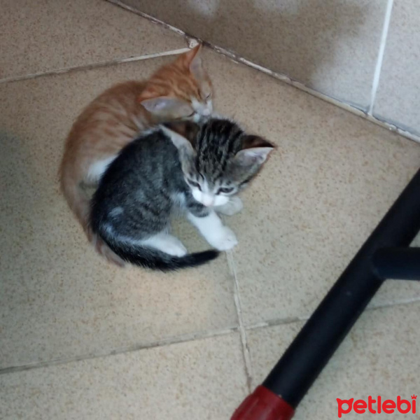 Tekir Kedi, Kedi  Alfa, beta, paşa fotoğrafı