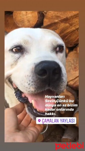 Dogo Arjantin, Köpek  Army fotoğrafı