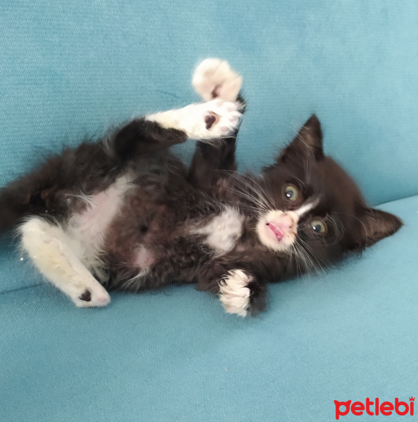 Tuxedo (Smokin) Kedi, Kedi  Böğürtlen fotoğrafı