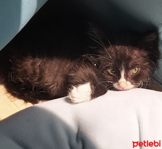 Tuxedo (Smokin) Kedi, Kedi  Böğürtlen fotoğrafı