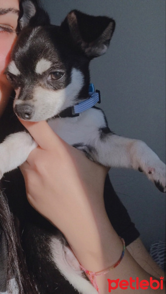Chihuahua, Köpek  Lucas fotoğrafı