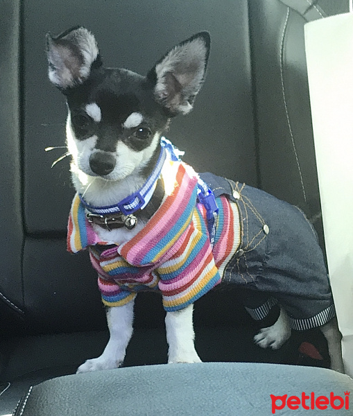 Chihuahua, Köpek  Lucas fotoğrafı