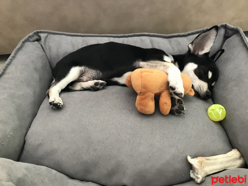 Chihuahua, Köpek  Lucas fotoğrafı