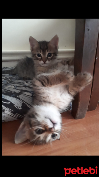Tekir Kedi, Kedi  İsimsiz fotoğrafı