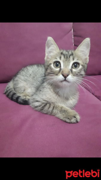 Tekir Kedi, Kedi  İsimsiz fotoğrafı