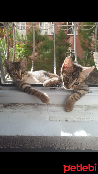 Tekir Kedi, Kedi  İsimsiz fotoğrafı
