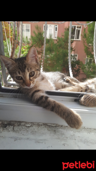 Tekir Kedi, Kedi  İsimsiz fotoğrafı
