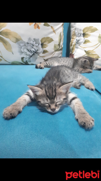 Tekir Kedi, Kedi  İsimsiz fotoğrafı