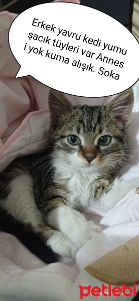 Ankara Kedisi, Kedi  Minnoş fotoğrafı