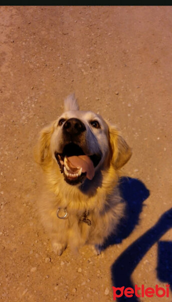 Golden Retriever, Köpek  Karamel fotoğrafı