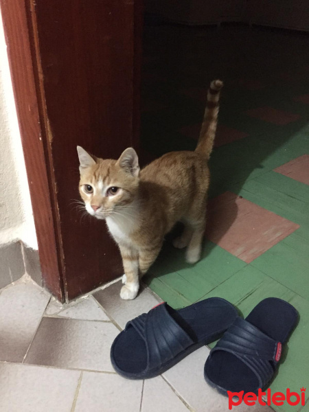 Sarman, Kedi  Bir dişi bir erkek fotoğrafı