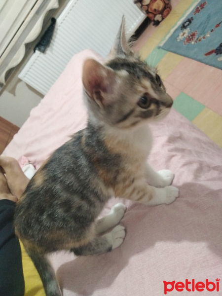 Sarman, Kedi  Bir dişi bir erkek fotoğrafı