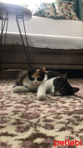 Tuxedo (Smokin) Kedi, Kedi  Sylvester fotoğrafı