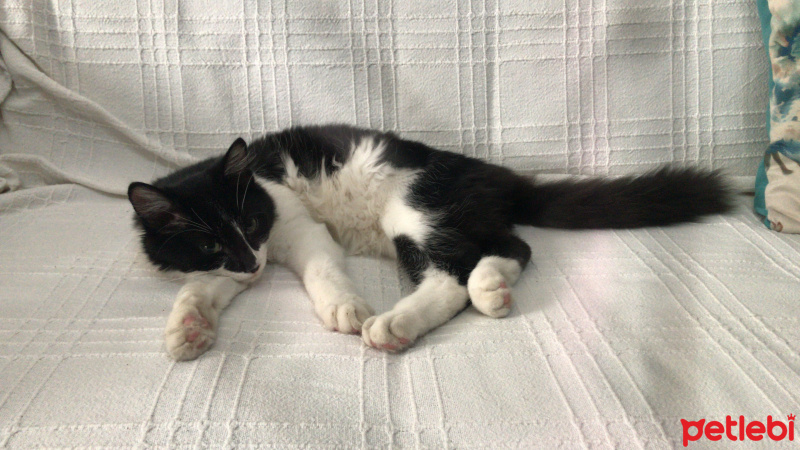 Tuxedo (Smokin) Kedi, Kedi  Sylvester fotoğrafı