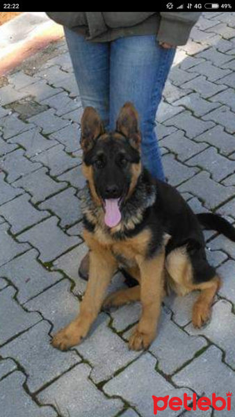 Alman Çoban Köpeği, Köpek  Rocky fotoğrafı
