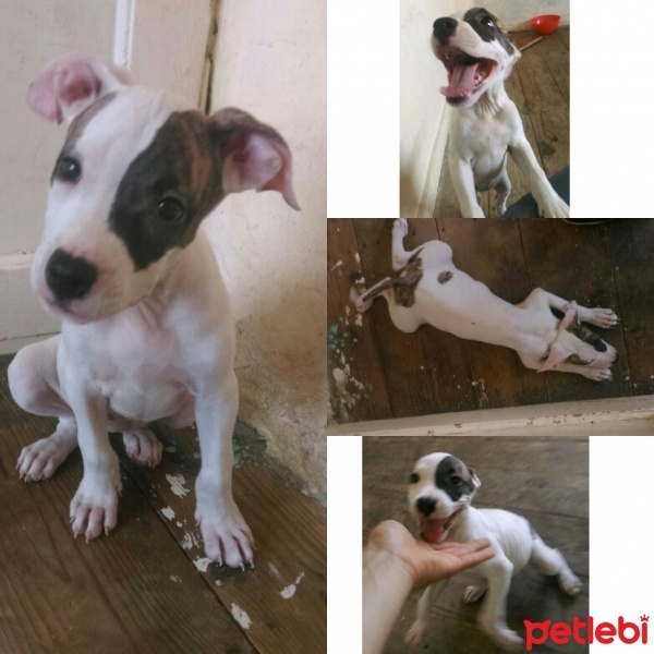 Amerikan Pitbull Terrier, Köpek  ismi yok  fotoğrafı
