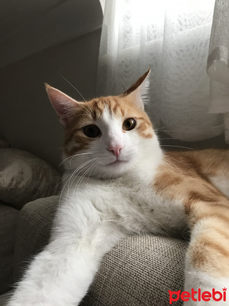 Sarman, Kedi  Safari fotoğrafı