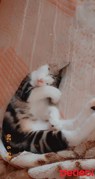 Tekir Kedi, Kedi  Pati fotoğrafı