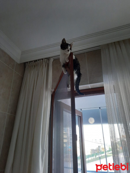 Tekir Kedi, Kedi  tahın fotoğrafı
