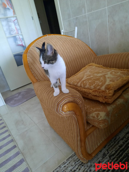 Tekir Kedi, Kedi  tahın fotoğrafı