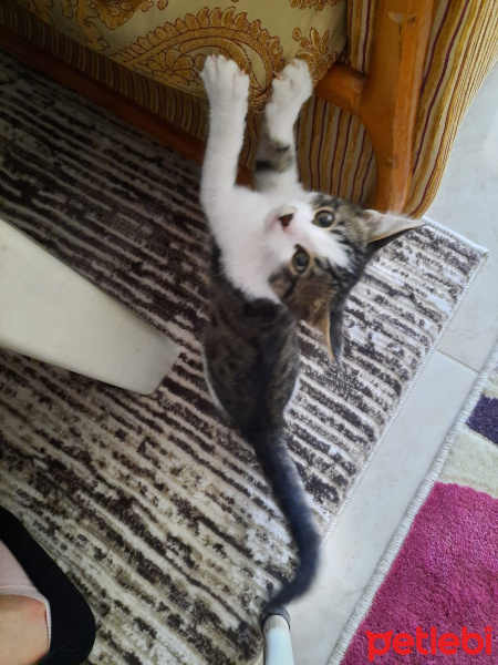 Tekir Kedi, Kedi  tahın fotoğrafı