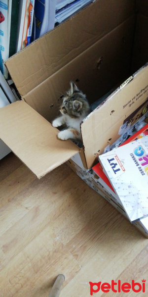 Tekir Kedi, Kedi  Eva fotoğrafı