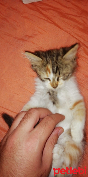 Tekir Kedi, Kedi  Eva fotoğrafı