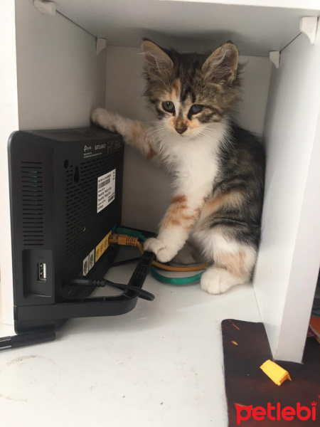 Tekir Kedi, Kedi  Eva fotoğrafı