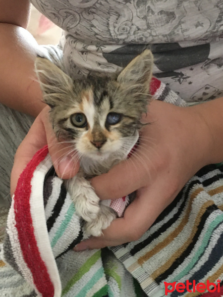 Tekir Kedi, Kedi  Eva fotoğrafı