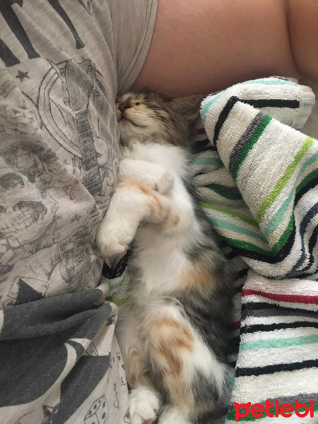 Tekir Kedi, Kedi  Eva fotoğrafı