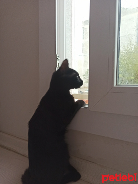 Bombay, Kedi  Pekmez fotoğrafı