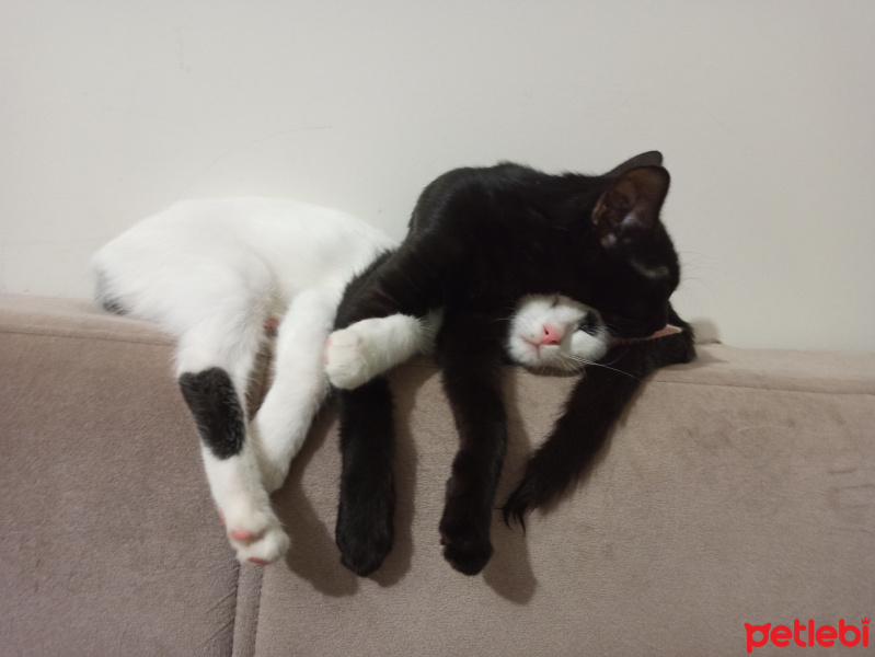 Bombay, Kedi  Pekmez fotoğrafı