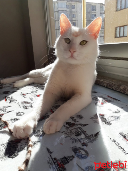 Van Kedisi, Kedi  Poyraz fotoğrafı