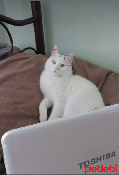 Van Kedisi, Kedi  Poyraz fotoğrafı