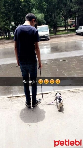 Pappilon, Köpek  Odie fotoğrafı