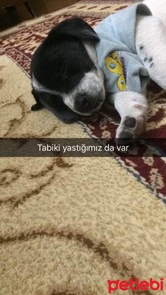 Pappilon, Köpek  Odie fotoğrafı