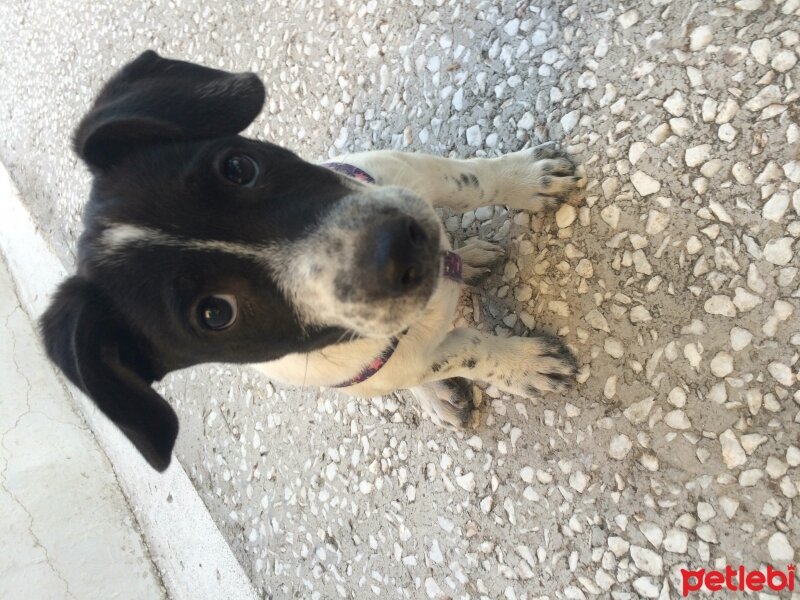 Pappilon, Köpek  Odie fotoğrafı